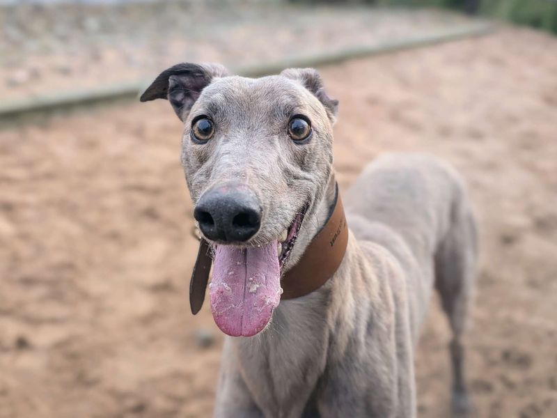 Greyhound for adoption in Cardiff / Caerdydd, South Glamorgan – 5 years old - Image 3 of 4