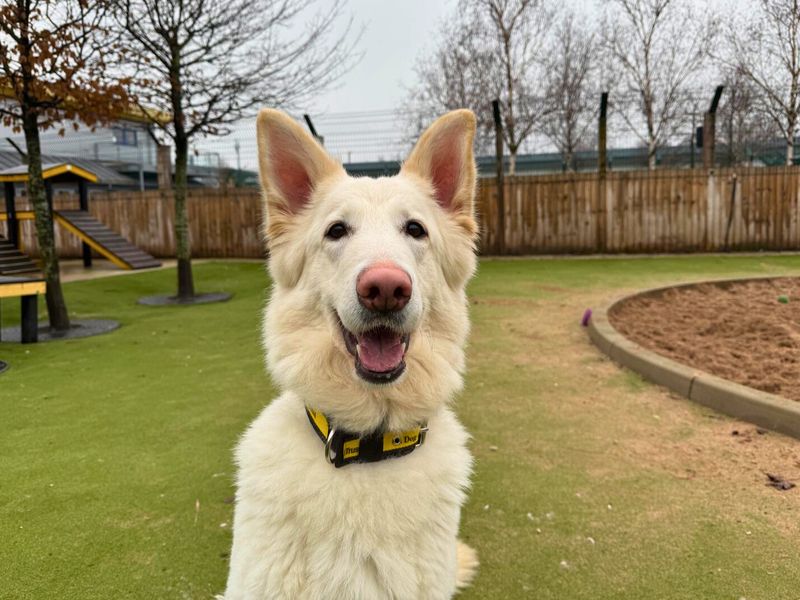 German Shepherd for adoption in Manchester, Greater Manchester – 2 years old