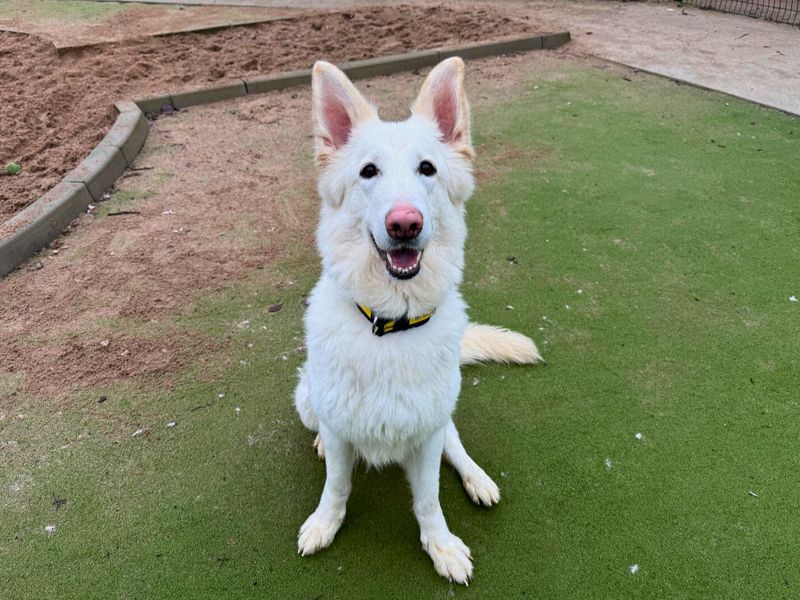 Nova, a 4 years old female Unknown available for adoption from Dogs Trust in Manchester, Greater Manchester