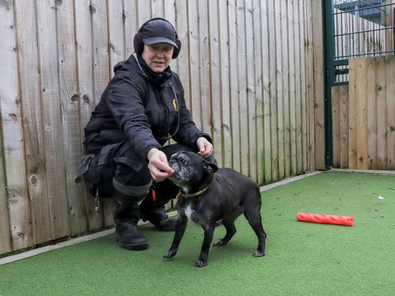 French Bulldog for adoption in Evesham, Worcestershire – 8 years old