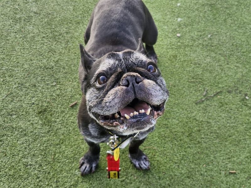Coco, a 8 years old female French Bulldog available for adoption from Dogs Trust in Evesham, West Midlands