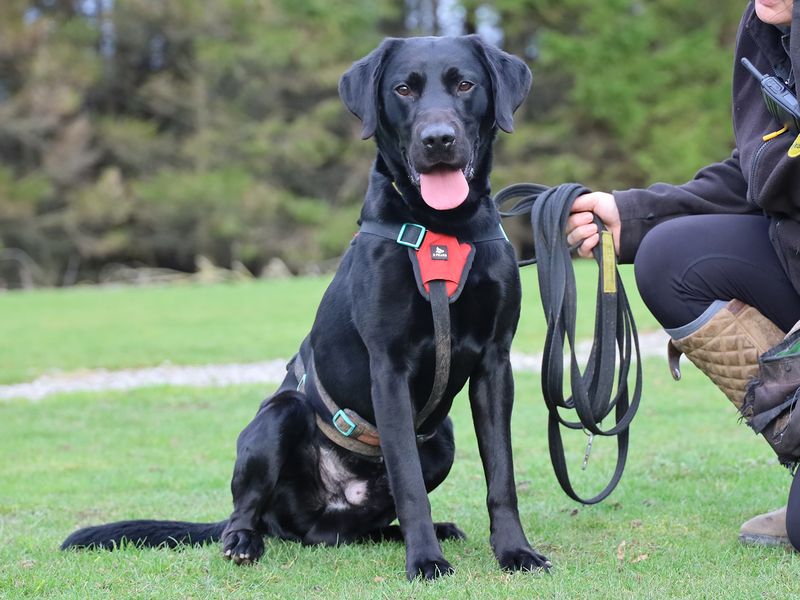undefined | Retriever (Labrador) | undefined - 2