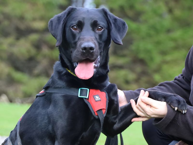 Bollo | Retriever (Labrador) | Leeds - 1
