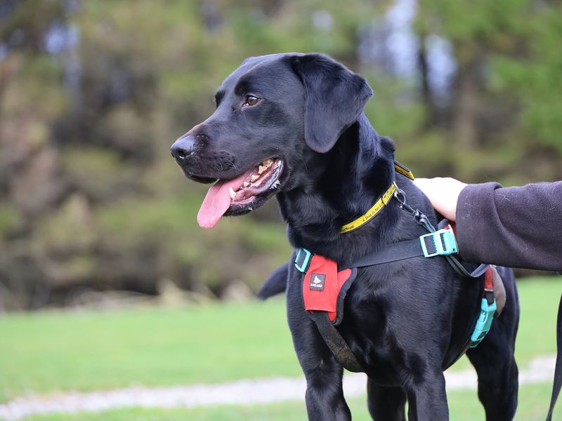 undefined | Retriever (Labrador) | undefined - 3