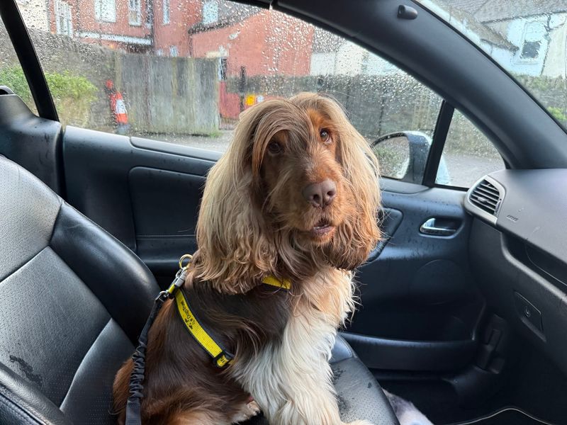 Cooper - Image 3 of 5