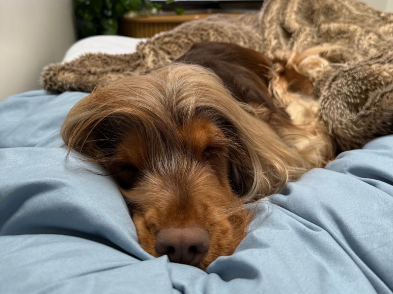 Cooper - Image 2 of 5