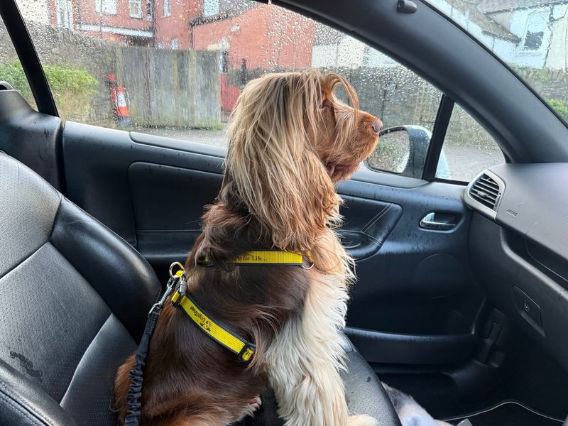 Cooper - Image 4 of 5