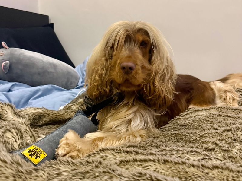 Cooper - Image 5 of 5