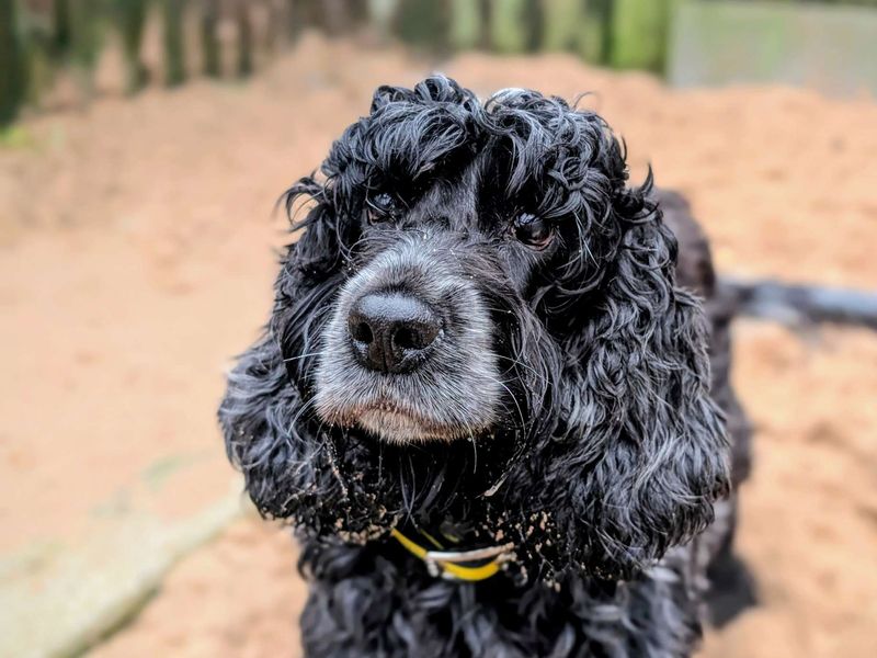Cocker Spaniel for adoption in Cardiff – 7 years old - Image 2 of 4