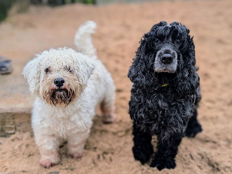 Cocker Spaniel for adoption in Cardiff, Glamorgan – 7 years old