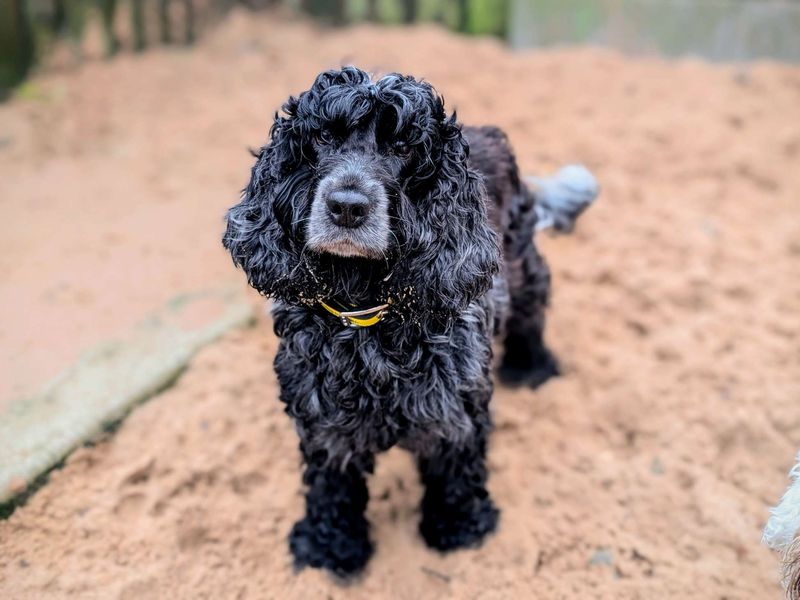 Cocker Spaniel for adoption in Cardiff – 7 years old - Image 4 of 4