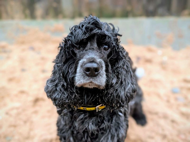 Cocker Spaniel for adoption in Cardiff – 7 years old - Image 3 of 4
