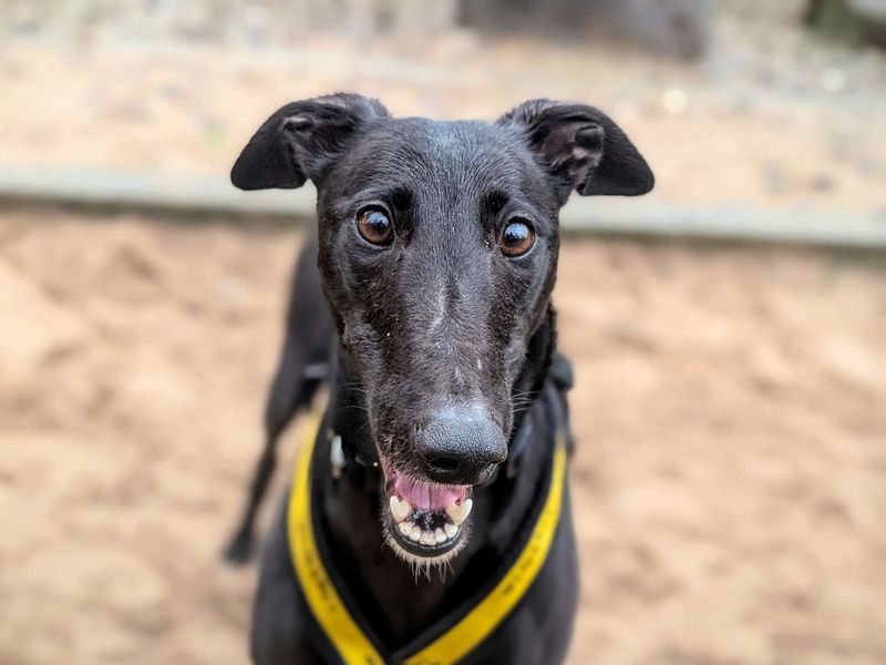 Greyhound for adoption in Cardiff / Caerdydd, South Glamorgan – 3 years old - Image 2 of 4
