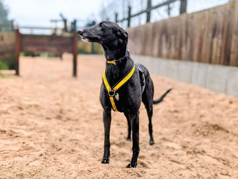 Bingus | Greyhound | Cardiff - 1