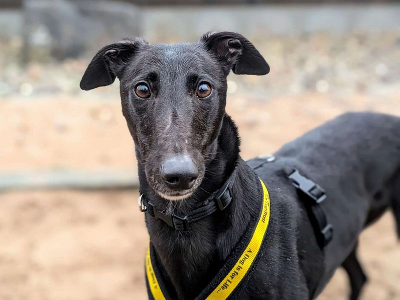Greyhound for adoption in Cardiff / Caerdydd, South Glamorgan – 3 years old - Image 3 of 4