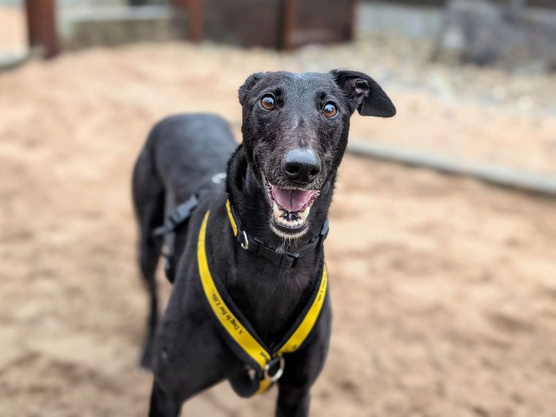 Greyhound for adoption in Cardiff / Caerdydd, South Glamorgan – 3 years old - Image 4 of 4