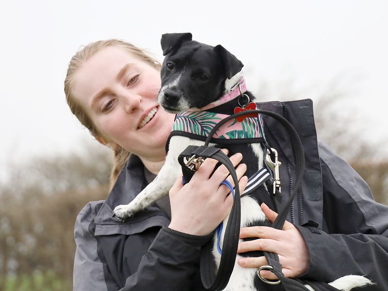 Pippa - Image 4 of 4