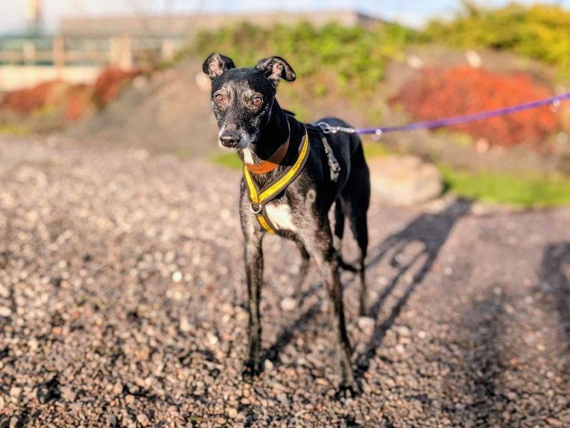 Greyhound for adoption in Cardiff / Caerdydd, South Glamorgan – 8 years old - Image 2 of 3