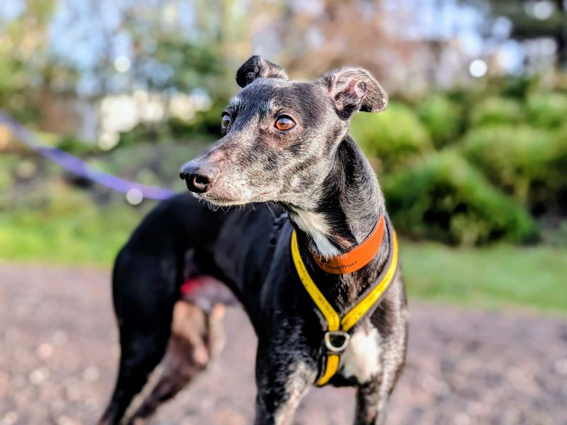 Greyhound for adoption in Cardiff / Caerdydd, South Glamorgan – 8 years old - Image 3 of 3