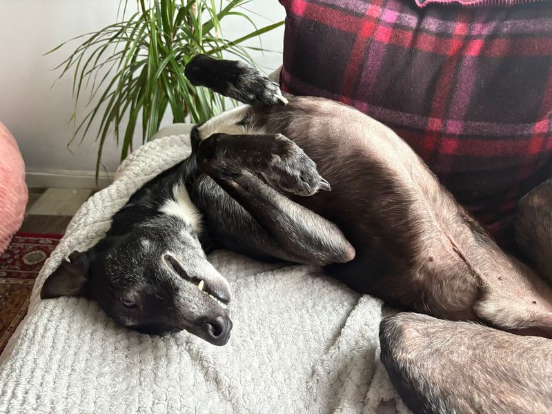 Rupert | Whippet Cross | Cardiff - 1