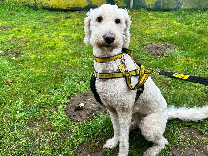 Poodle for adoption in Snetterton, Norfolk – 5 years old - Image 4 of 4