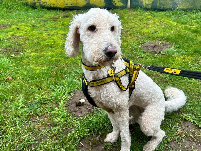 Poodle for adoption in Snetterton, Norfolk – 5 years old - Image 3 of 4