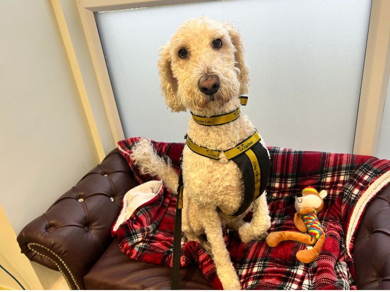 Poodle for adoption in Snetterton, Norfolk – 5 years old - Image 2 of 4