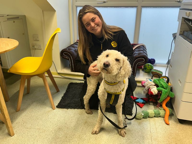 Poodle for adoption in Snetterton, Norfolk – 5 years old