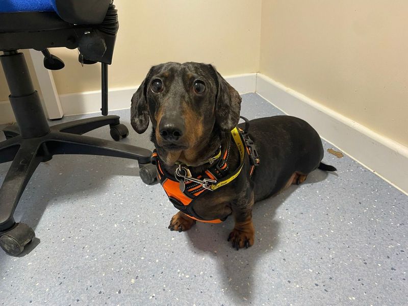 Marley - Image 2 of 5