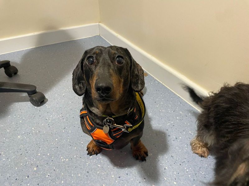 Marley - Image 4 of 5