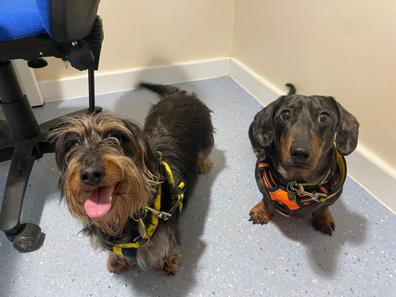 Marley | Dachshund (Smooth Haired) | Newbury (Berkshire) - 1