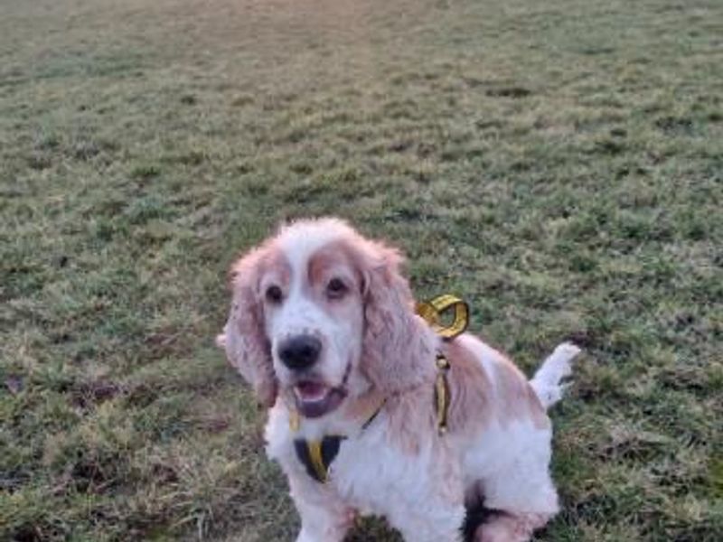 Cocker Spaniel for adoption in Wymeswold, Leicestershire – 3 years old