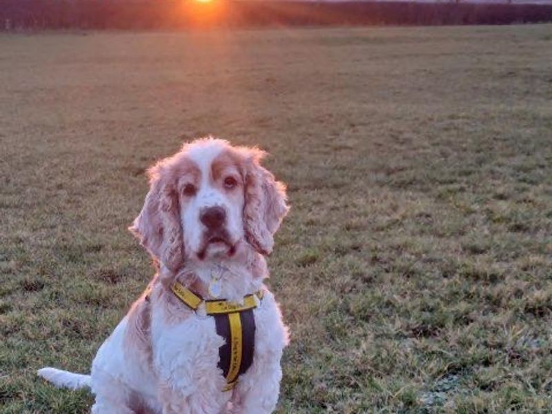 George - Image 2 of 2