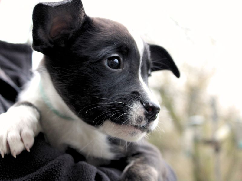 Dottie - Image 3 of 3