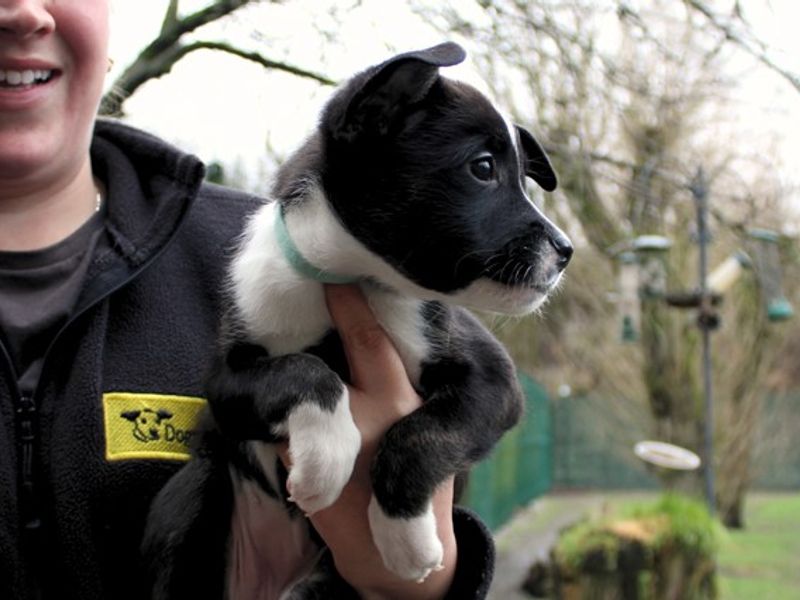 French Bulldog for adoption in Liverpool, Merseyside – 8 weeks old