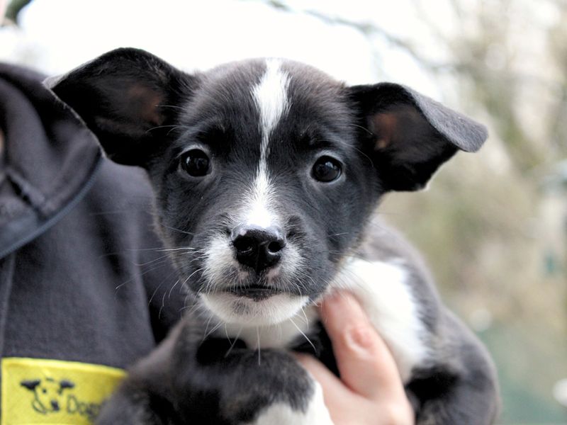 Dottie, a Unknown old female Unknown available for adoption from Dogs Trust in Liverpool, Merseyside