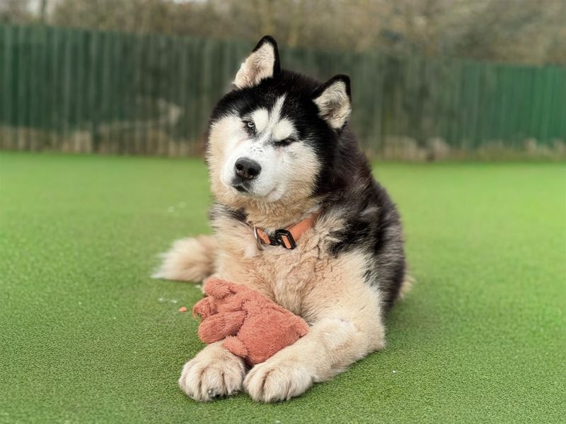 undefined | Siberian Husky | undefined - 2