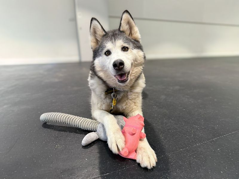 Misha | Siberian Husky | Basildon (Essex) - 1