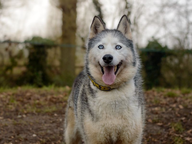 Skye | Siberian Husky | Kenilworth (West Midlands) - 1