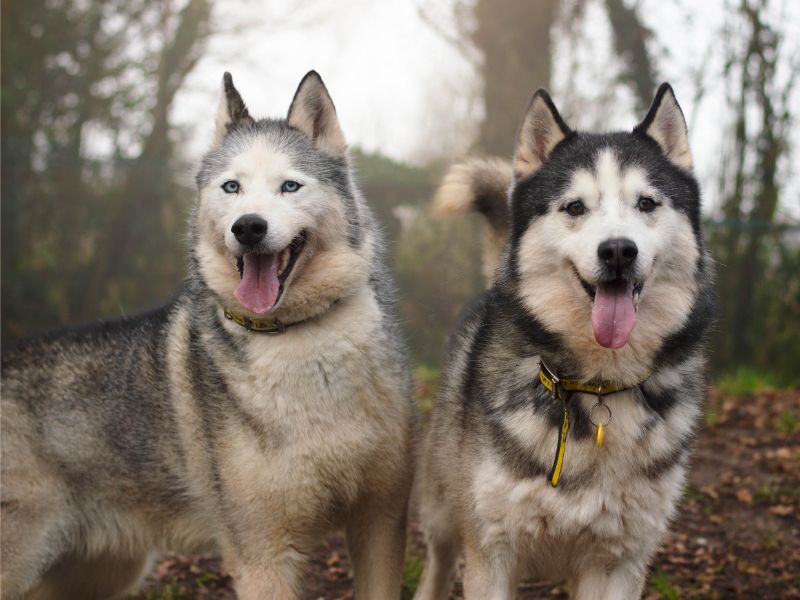 Siberian Husky for adoption in Kenilworth, Warwickshire – 8 years old - Image 3 of 4