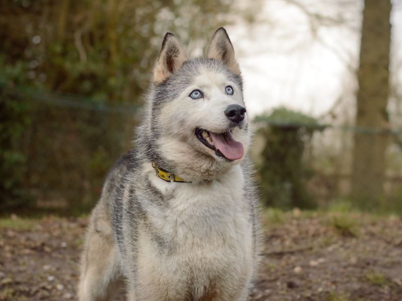 Siberian Husky for adoption in Kenilworth, Warwickshire – 8 years old - Image 2 of 4
