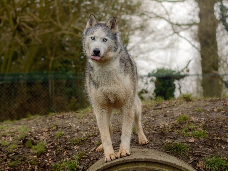 Siberian Husky for adoption in Kenilworth, Warwickshire – 8 years old - Image 4 of 4