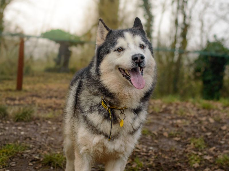 Siberian Husky for adoption in Kenilworth, Warks – 9 years old