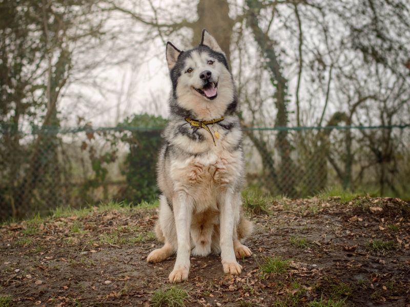 Siberian Husky for adoption in Kenilworth, Warwickshire – 9 years old - Image 2 of 3