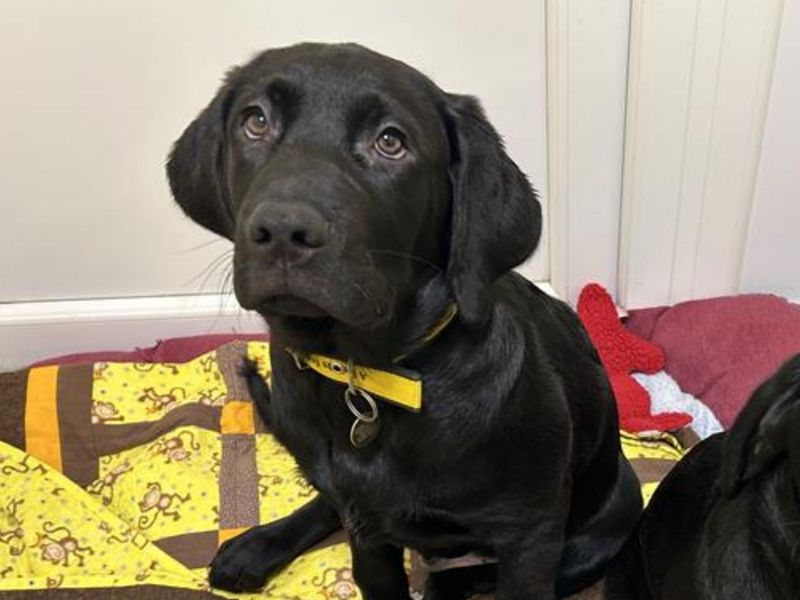 Dustin | Retriever (Labrador) | Snetterton (Norfolk) - 1