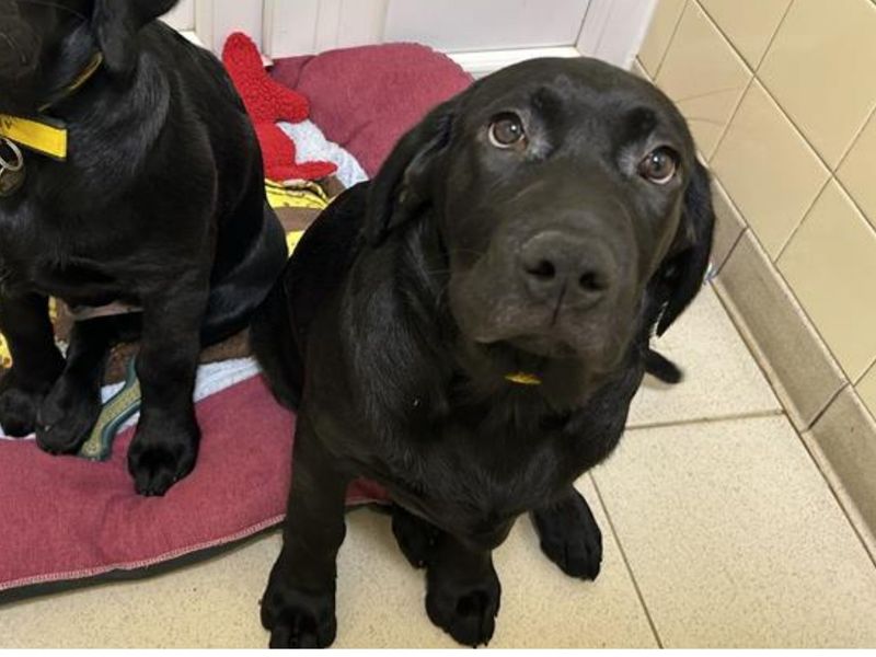 Lucas, a Unknown old male Labrador available for adoption from Dogs Trust in Snetterton, Norfolk