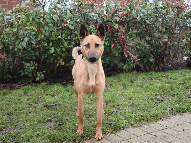 Ginger, a 4 years old female Belgian Shepherd available for adoption from Dogs Trust in County Durham