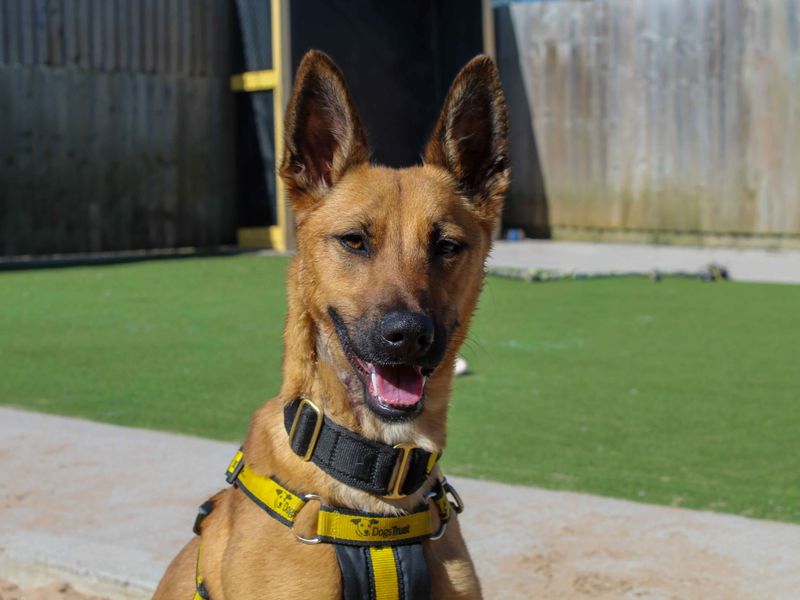 Ginger | Belgian Shepherd Dog (Malinois) Cross | Darlington - 1