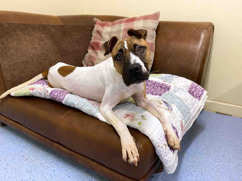 Staffordshire Bull Terrier for adoption in Sadberge, Durham – 3 years old - Image 2 of 3