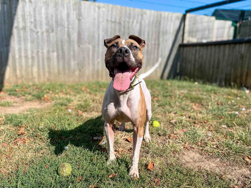 Maple | Terrier (Staffordshire Bull) Cross | Darlington - 4